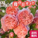 ＼まだ間に合う／ 母の日 プレゼント バラ ロサ オリエンティス シルクロード 品種登録出願中 6号鉢 送料無料 母の日ギフト 薔薇 花 鉢植え unu