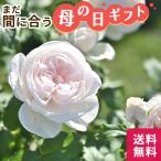 \まだ間に合う/ 母の日 プレゼント バラ デルバール マハネ 品種登録出願中 6号鉢 送料無料 母の日ギフト 薔薇 花 鉢植え unu