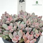 多肉植物 hstパキフィツム キューティーフィンガー 多肉植物 星つぶやさん苗 パキフィツム 7.5cmポット