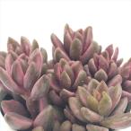 多肉植物 hmグラプトペタルム チョコレート錦多頭 多肉植物 グラプトペタルム 6cmポット