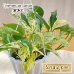 予約販売 観葉植物 ポトス テルノプロシリーズ No.020 グレース 5号鉢 吊り鉢 吊り下げ ハンギング プレゼント インテリア おしゃれ 3月中旬以降発送