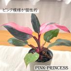 観葉植物 フィロデンドロン ピンクプリンセス 4号鉢 観葉植物 小型 小さい 室内 贈り物 プレゼント インテリア おしゃれ