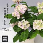 予約販売吉岡麗子さんの山アジサイ八...