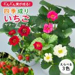  можно выбрать 4 сезон .. клубника summer b Lee z рассада 10.5cm pot клубника . клубника овощи рассада огород 