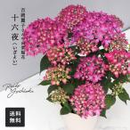 予約販売 吉岡麗子さんの山アジサイ 十六夜 いざよい 品種登録出願中 4号鉢 送料無料 ヤマアジサイ 山紫陽花 ギフトプレゼント 鉢植え 鉢花 4月下旬以降発送