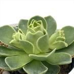 ショッピングエケベリア 多肉植物 hmアエオニウム エッグ 多肉植物 アエオニウム 6cmポット