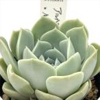 多肉植物 O’sエケベリア アルバ×ルノーディーン 多肉植物 O’s PLANTS オーズプランツさん苗 送料無料 エケベリア 6cmポット