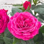 予約販売 ミニバラ カーマインロス�