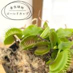 食虫植物ハエトリソウゴールドカップ...
