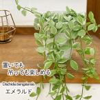 ショッピング観葉植物 観葉植物 ディスキディア エメラルド 4号鉢 観葉植物 小型 小さい 室内 贈り物 プレゼント インテリア おしゃれ