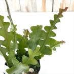 観葉植物 エピフィルム アングリガー 9cmポット クジャクサボテン 観葉植物 室内 贈り物 プレゼント インテリア おしゃれ