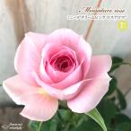 予約販売 ミニバラ クリームピンク�