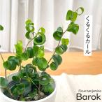 ショッピング観葉植物 観葉植物 cot フィカス ベンジャミン バロック 3.5号鉢 観葉植物 小型 小さい 室内 贈り物 プレゼント インテリア おしゃれ