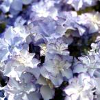 予約販売 アジサイ シャイニー ブルー 7.5cmポット 大栄花園 ハイドランジア 苗 花苗 苗木 あじさい 紫陽花 dka 10月下旬以降発送