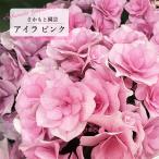 予約販売 アジサイ アイラ ピンク 9cm〜10.5cmポット 登録申請中 さかもと園芸 ハイドランジア 苗 花苗 苗木 あじさい 紫陽花 smt 10月下旬以降発送
