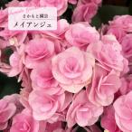 予約販売 アジサイ メイアンジュ 9cm〜10.5cmポット 登録申請中 さかもと園芸 ハイドランジア 苗 花苗 苗木 あじさい 紫陽花 smt 10月下旬以降発送