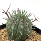 ショッピング多肉植物 多肉植物 sdユーフォルビア 群星冠 7.5cmポット 送料無料 多肉植物 ユーフォルビア コーデックス
