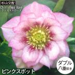 予約販売 クリスマスローズ苗 ダブル ピンクスポット 杉光園芸 杉山交配 9cmポット 宿根草 ガーデニング sgy 9月中旬以降発送