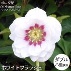 予約販売 クリスマスローズ苗 ダブル ホワイトフラッシュ 杉光園芸 杉山交配 9cmポット 宿根草 ガーデニング sgy 9月中旬以降発送