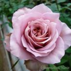 予約販売 バラ苗 バラ大苗 オッポセンター 契約品種 薔薇 ばら 送料無料 国産苗 岡松ローズ オリジナル品種 2wayローズ oko 12月中旬以降発送