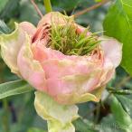 予約販売 バラ苗 バラ大苗 桜吹雪 契約品種 薔薇 ばら 送料無料 国産苗 岡松ローズ オリジナル品種 2wayローズ oko 12月中旬以降発送