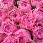 ショッピング契約 予約販売 バラ苗 バラ大苗 さざ波 契約品種 薔薇 ばら 送料無料 国産苗 岡松ローズ オリジナル品種 2wayローズ oko 12月中旬以降発送