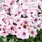 シクラメン 苗 イリュージア ピンクラテ 9cmポット 花苗 ガーデニング 苗 prws