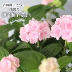  предварительный заказ распродажа Yoshioka красота . san. гора гортензия .. лев ... розовый 9cm pot .... рассада цветок рассада саженец гора .... гортензия серрата гора фиолетовый . цветок yos 10 месяц последняя декада после отправка 