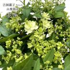  предварительный заказ распродажа Yoshioka красота . san. гора гортензия цветок .9cm pot .... рассада цветок рассада саженец гора .... гортензия серрата гора фиолетовый . цветок yos 10 месяц последняя декада после отправка 
