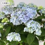 予約販売 吉岡麗子さんの山アジサイ 津江の小てまり ブルー 9cmポット ぽじさい 苗 花苗 苗木 山あじさい ヤマアジサイ 山紫陽花 yos 10月下旬以降発送