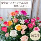 予約販売 ミニバラ 10個セット 3号ポット 愛安ローズ オリジナル品種 コンプリート 福袋 送料無料 四季咲き 強香 香り バラ 薔薇 バラ苗 苗 ars 3月上旬以降発送