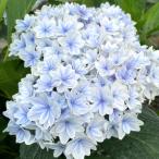  предварительный заказ распродажа гортензия звезда .9cm~10.5cm pot seiun..KAMO selection hyde Ran jia рассада цветок рассада саженец .... фиолетовый . цветок kbt 10 месяц последняя декада после отправка 