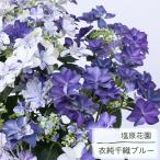 予約販売 アジサイ 衣純千織 ブルー 12cmポット イズミチオリ 送料無料 塩原花園 ハイドランジア 苗 花苗 苗木 あじさい 紫陽花 sob 10月下旬以降発送