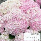 予約販売 アジサイ ミルフィオリ ピンク 12cmポット 送料無料 塩原花園 ハイドランジア 苗 花苗 苗木 あじさい 紫陽花 sob 10月下旬以降発送