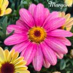 予約販売 マーガレット 苗 スマッシュシリーズ ピーチ