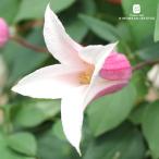 ショッピングクレマチス 予約販売　クレマチス 苗 琴子 テキセンシス系 2年生苗 4号鉢 はなせきぐち 商標登録 hsg 3月上旬以降発送