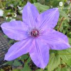 ショッピングクレマチス 予約販売　クレマチス 苗 宗麟 フロリダ系 2年生苗 4号鉢 はなせきぐち hsg 3月上旬以降発送