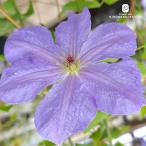 ショッピングクレマチス 予約販売　クレマチス 苗 澄夏 遅咲き大輪系 2年生苗 4号鉢 はなせきぐち hsg 3月上旬以降発送