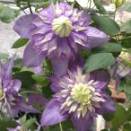 ショッピングクレマチス 予約販売　クレマチス 苗 大樹 フロリダ系 2年生苗 4号鉢 はなせきぐち 品種登録申請中 hsg 3月上旬以降発送
