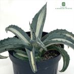 多肉植物 caアガベ 華厳 アメリカーナ メディオピクタ 3.5号鉢 送料無料 多肉植物 アガベ コーデックス