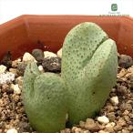 多肉植物asコノフィツムコルダツム...