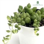 ショッピング多肉植物 多肉植物 hmセネシオ エンジェルティアーズ錦 セネキオ 多肉植物 斑入り 6cmポット