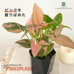 ショッピング観葉植物 観葉植物 シンゴニウム ピンクスプラッシュ 3.5号鉢 観葉植物 小型 小さい 室内 贈り物 プレゼント インテリア おしゃれ