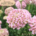  предварительный заказ распродажа la наан kyula spo mpon серии рассада pompon сладости 10.5cm pot . корень . луковица цветок рассада садоводство рассада tod 2 месяц сверху . после отправка 