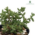 ショッピング多肉植物 多肉植物 hmドロサンテマム グロボーサム 蜜橘 ミカン ドロサンセマム 多肉植物 メセン 6cmポット