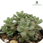  суккулентное растение hmse dam ju-si- суккулентное растение se dam 6cm pot 