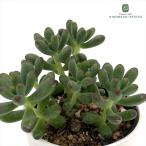 多肉植物 hmセダム ルビーティント多肉植物 セダム 6cmポット