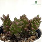 多肉植物hmセダムレッドチリペッパ...