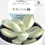 多肉植物Hitotabaグラプトベ...