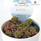 多肉植物Hitotabaセダムレッ...